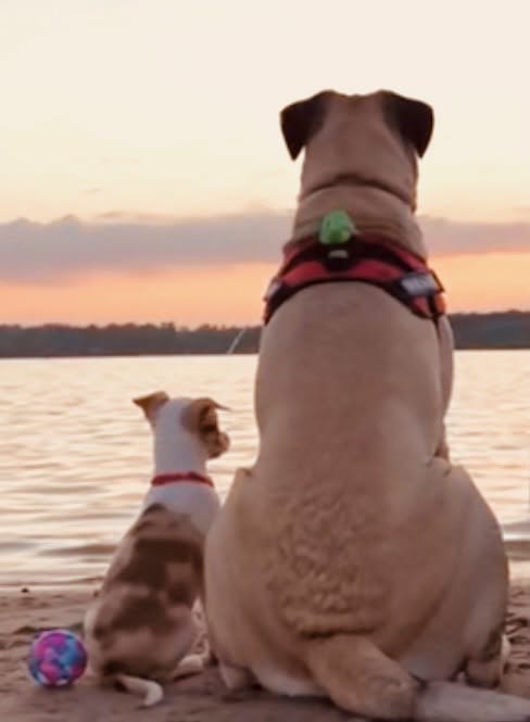 Atlas and Jake looking over the water