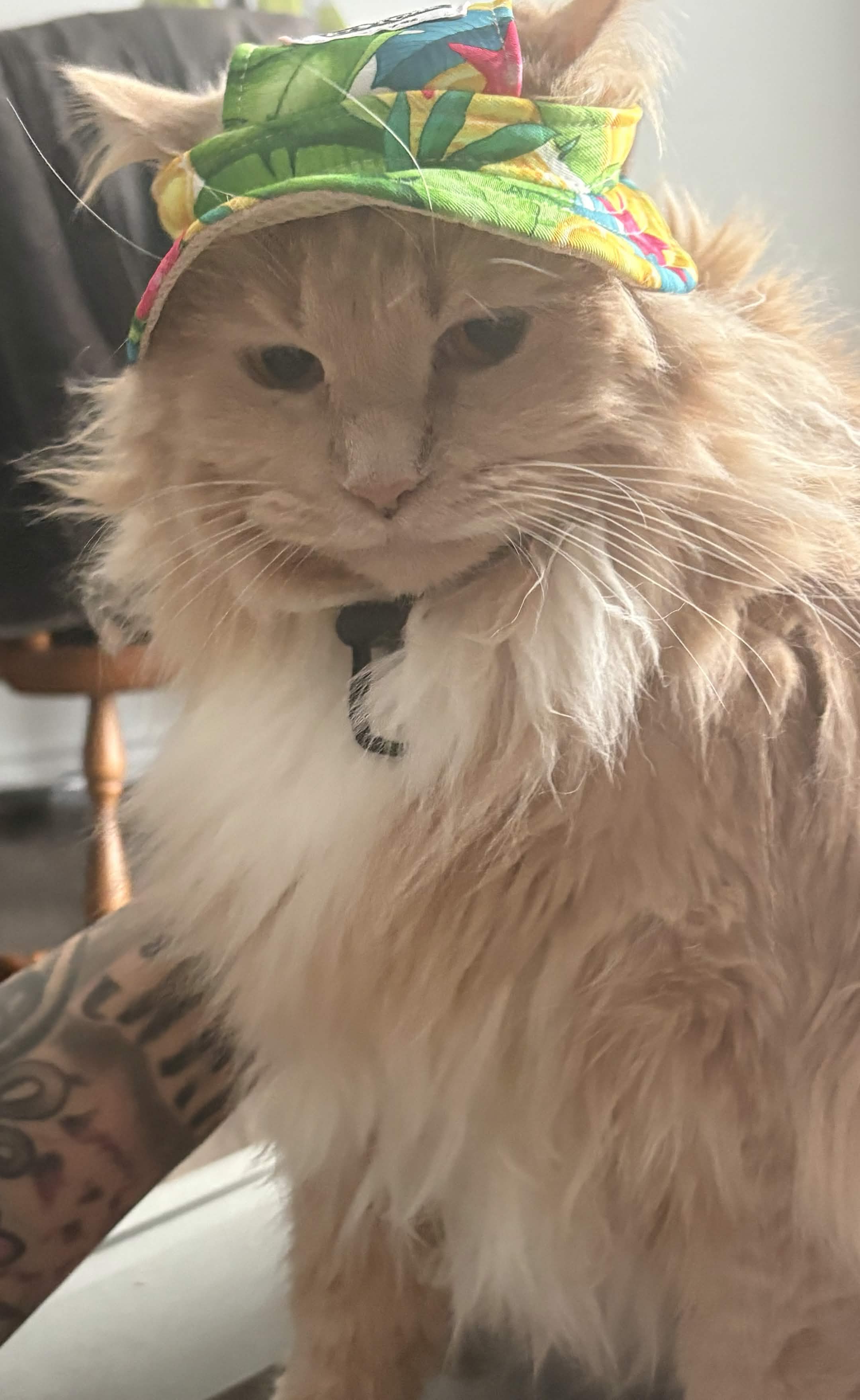 One of the family cats