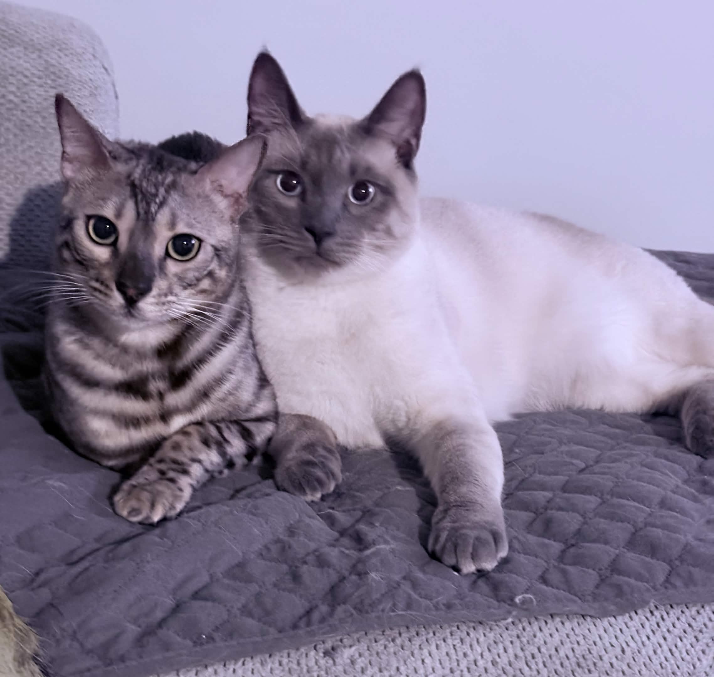 Two of the family cats resting together